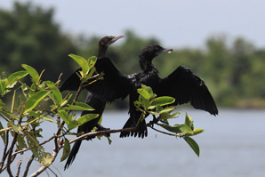 Little Cormorants